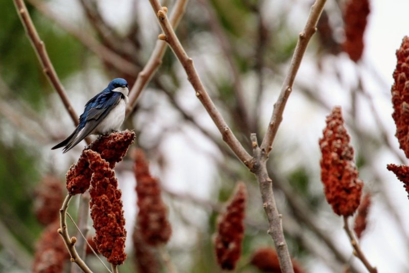 Réserve naturelle du Boisé-des-Douze