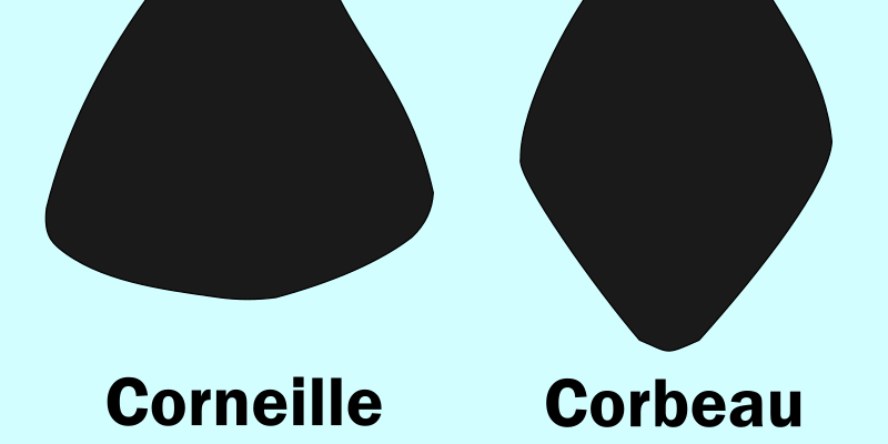 Formes de la queue