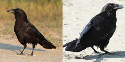 Corneille - Corbeau