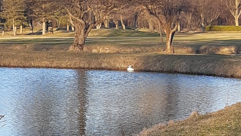 Cygne loin