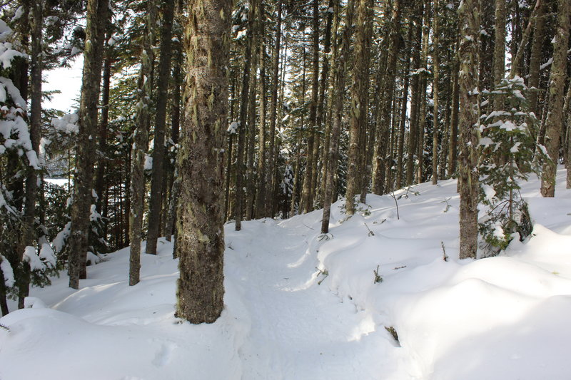 Forêt Montmorency