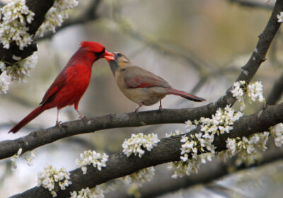Plumages d'oiseaux