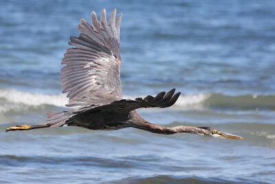 Grand oiseau héron