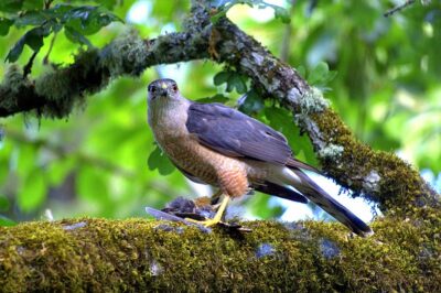 Oiseaux de proie diurnes