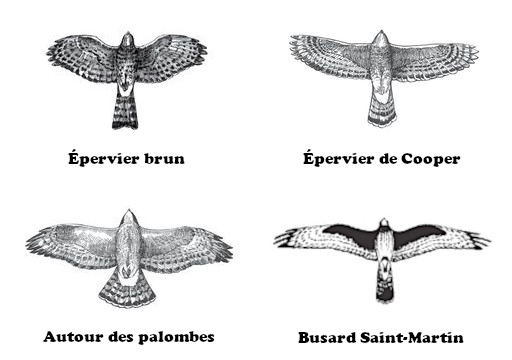 Accipiter (éperviers, autour) - Circus (busard)