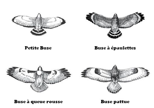 Buteo (buses)