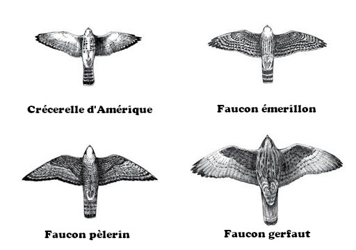Falco (faucons)