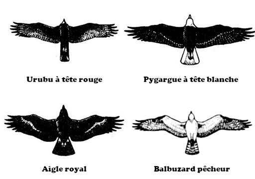 Grands oiseaux