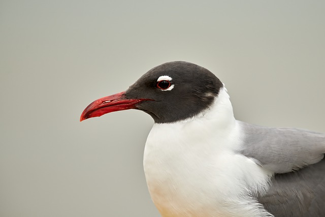 Mouette et capuchon