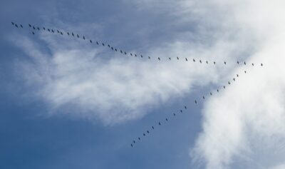 Oiseaux printemps