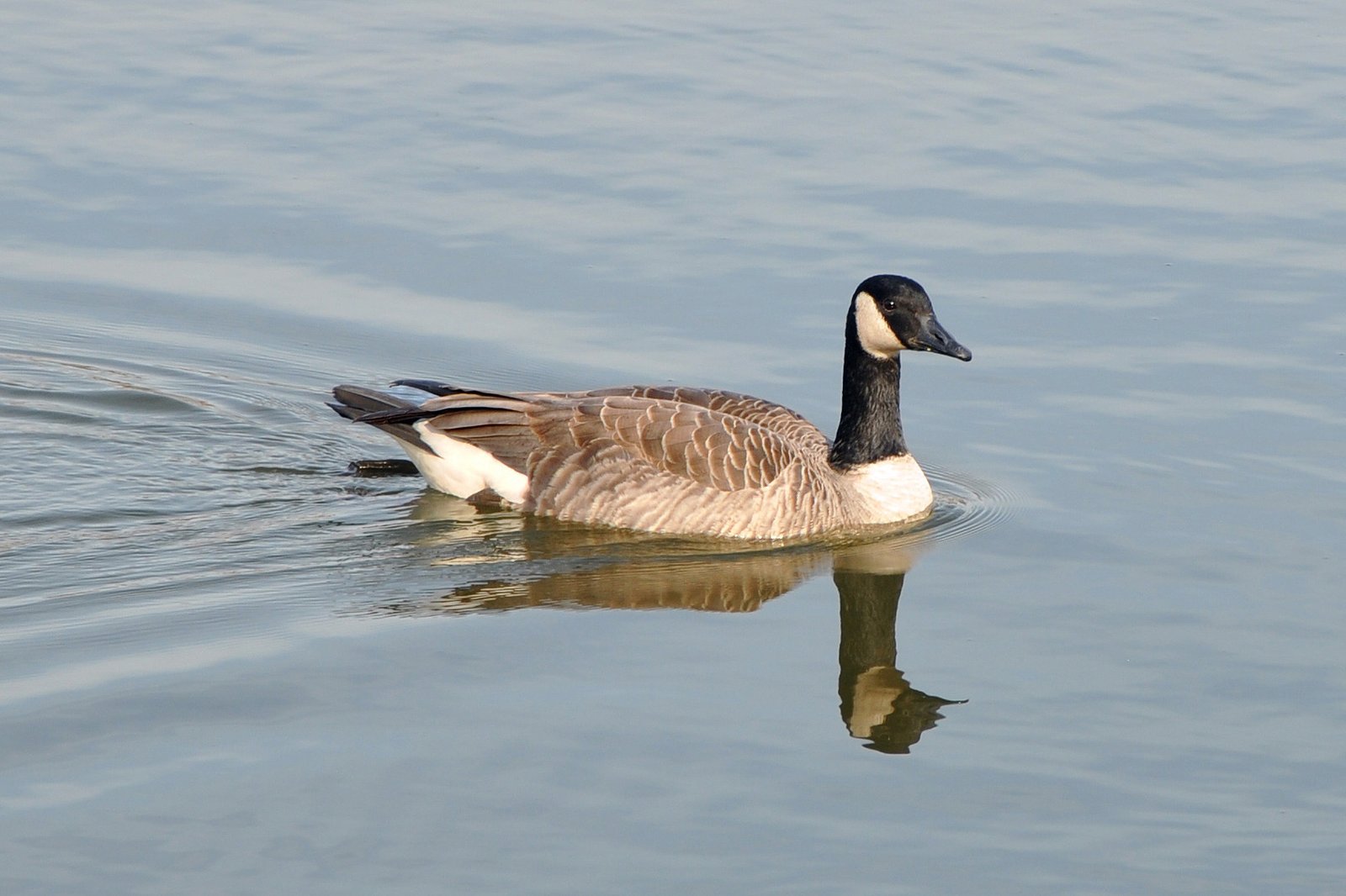 Bernaches ou Outardes? - Nomenclature des oiseaux du Québec - Passion ...